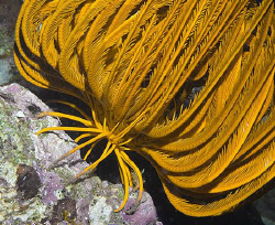 Crinoid about to make the big leap. by Jim Chambers 